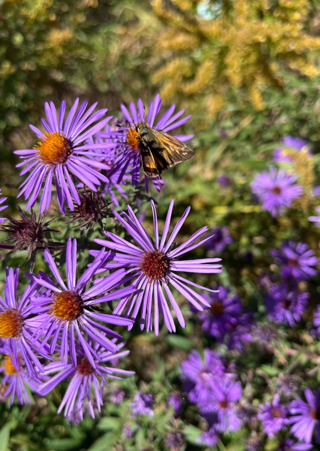 bee on a purple flower